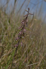 Eulophia dentata