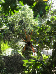 Nephila tetragnathoides