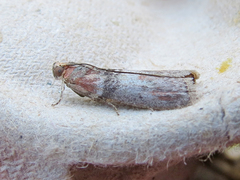 Sciota vetustella