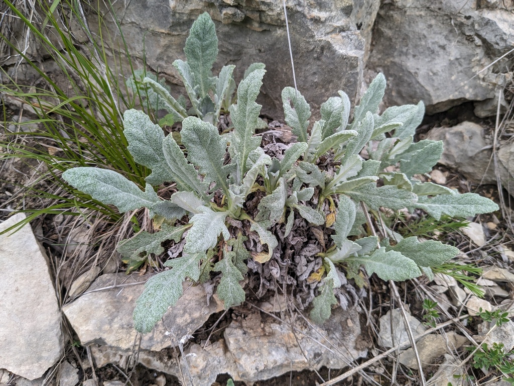 Salvia canescens; photograph (c) Yuri Sofronov, some rights reserved (CC BY)