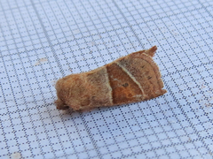 Lemmeria digitalis