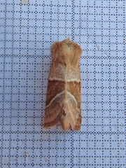 Lemmeria digitalis