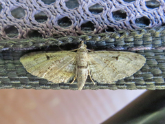 Eupithecia interruptofasciata