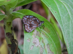 Tirumala hamata
