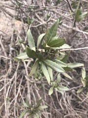 Flourensia thurifera