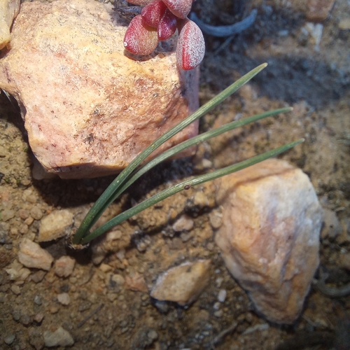 Drimia convallarioides