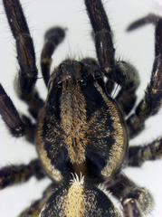 Artoriopsis expolita