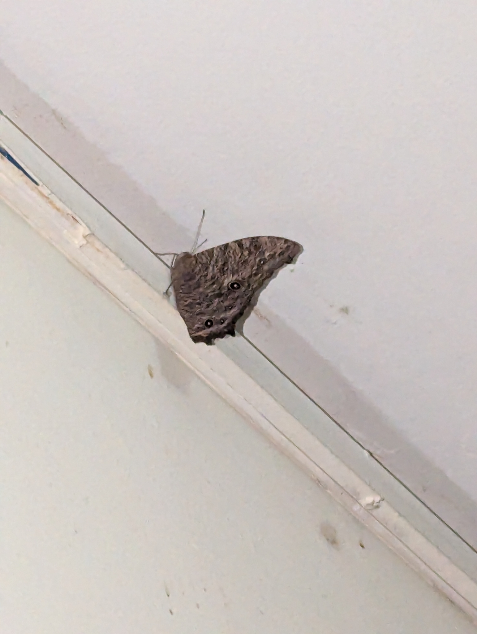 Common Evening Brown