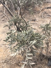 Sophora macrocarpa