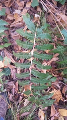 Dryopteris goldieana