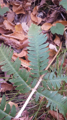 Dryopteris goldieana, photograph 1