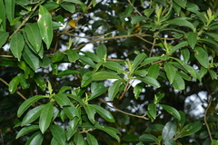 Symplocos wikstroemiifolia