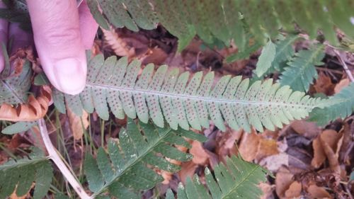 Dryopteris goldieana, photograph 2