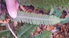 Dryopteris goldieana, photograph Laura Gaudette, CC BY, iNaturalist via GBIF