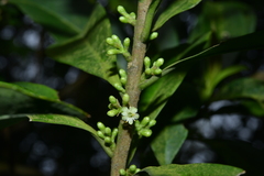Symplocos wikstroemiifolia
