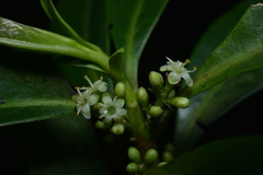 Symplocos wikstroemiifolia