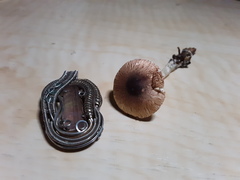 Leucoagaricus glabridiscus
