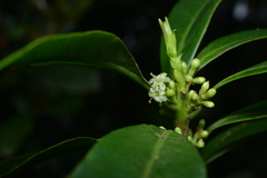 Symplocos wikstroemiifolia