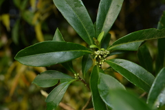 Symplocos wikstroemiifolia