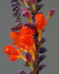 Columnea microphylla