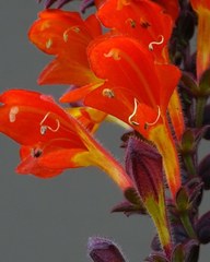 Columnea microphylla