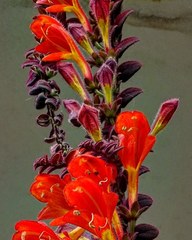 Columnea microphylla