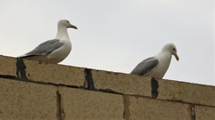 Larus argentatus