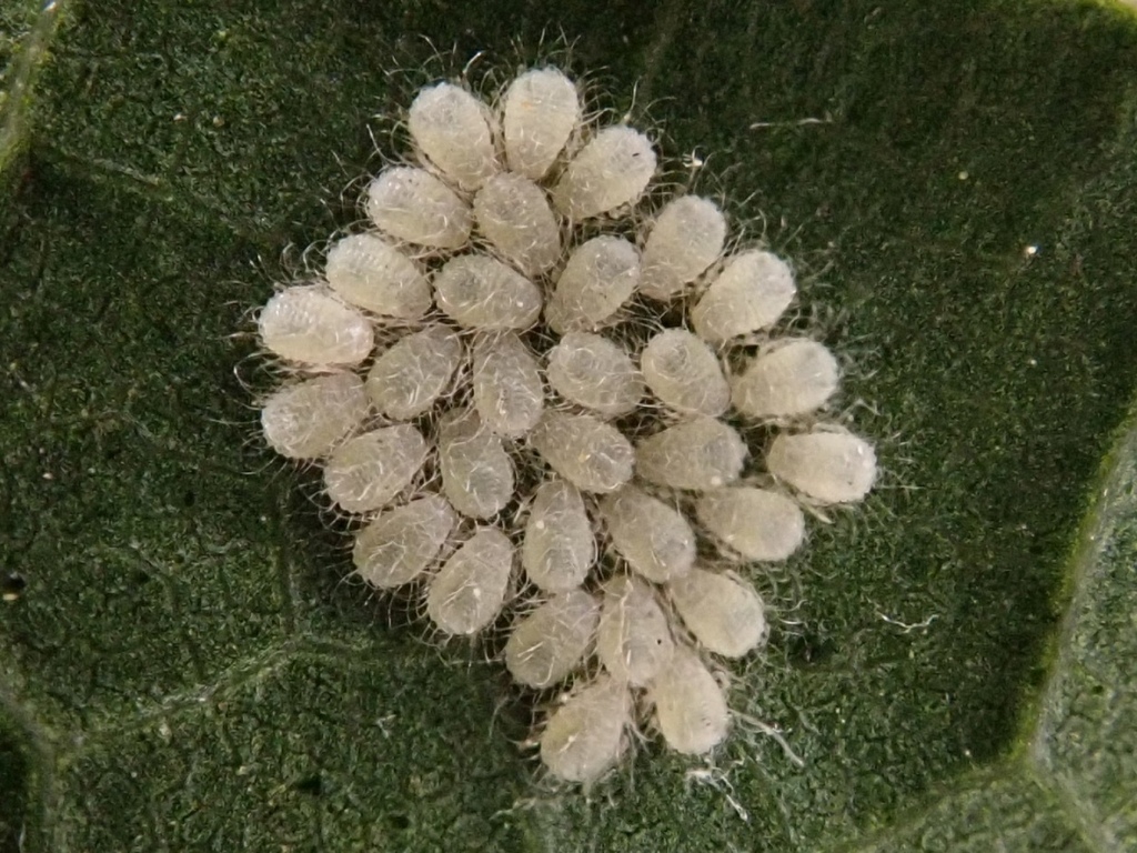 Maple Periphyllus Aphid