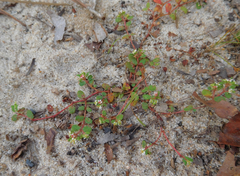 Euphorbia cordifolia