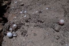 Hemidactylus flaviviridis