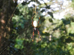 Nephila tetragnathoides