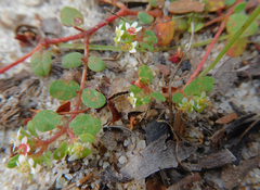 Euphorbia cordifolia