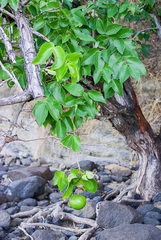 Angiospermae