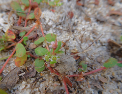 Euphorbia cordifolia