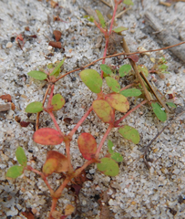 Euphorbia cordifolia