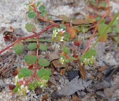 Euphorbia cordifolia