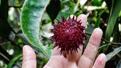 Elleanthus capitatus