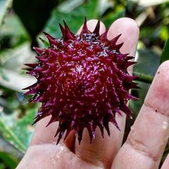 Elleanthus capitatus