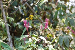 Odontonema callistachyum