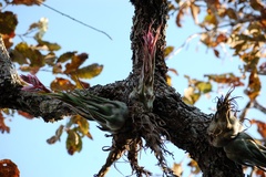 Tillandsia seleriana