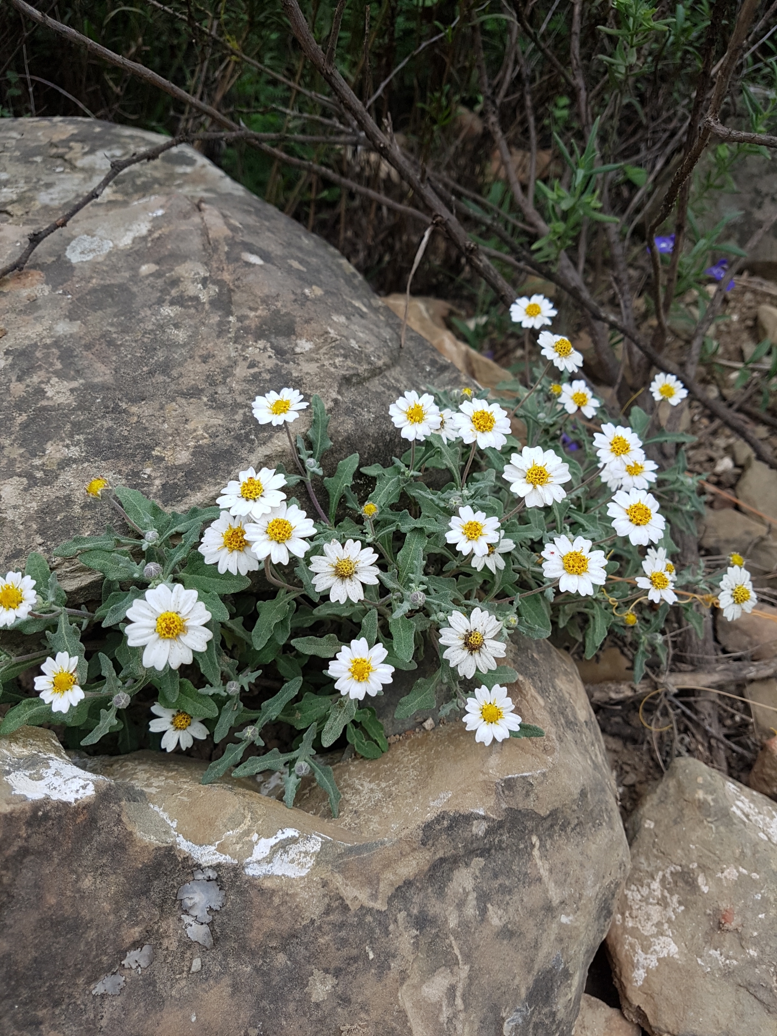 Melampodium cinereum