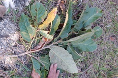 Quercus segoviensis