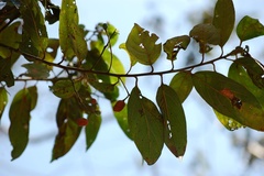Nectandra