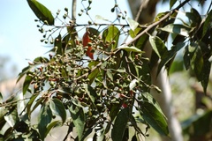 Nectandra