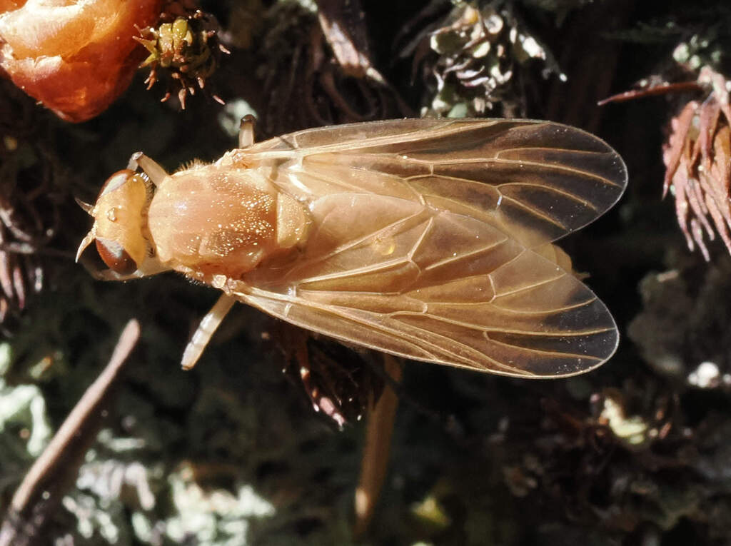 Arthroceras fulvicorne