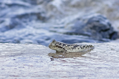Periophthalmus argentilineatus