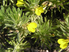 Ajuga chamaepitys chia