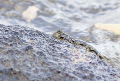 Periophthalmus argentilineatus