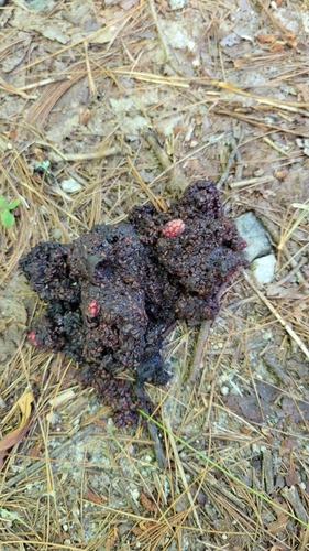 American Black Bear photographed in South Carolina