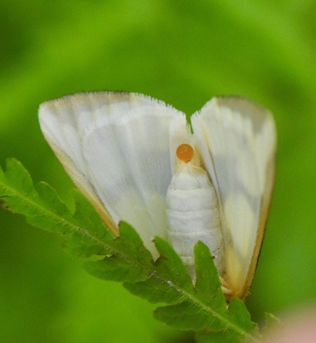 Leconte's Haploa Moth photo 3